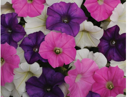 Петуния Ампельная Shock Wave Mix Spark, p9