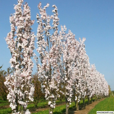 Вишня Аманогава - Amanogawa