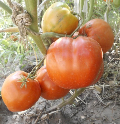 Томат Минусинский гигант