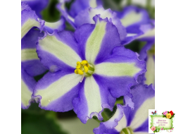 Yukako (Ueki Masahiro) химера (стартер из цветоноса)