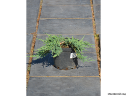 Можжевельник обыкновенный Мейер в сетке и мешковине готова к доставке - Красовский-Сад.рф