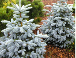 Ель колючая Edith, C10