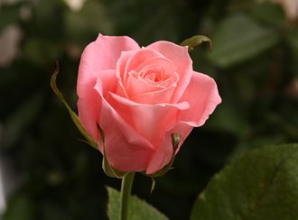 Анна Карина (Anna Karina)