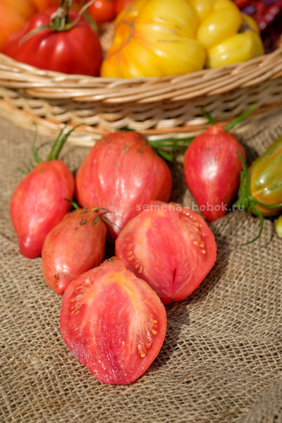 Томат Полосатый Тюльпан, 5 шт