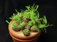 Euphorbia Bupleurifolia X Susannae - молочай ананасный, молочай сосновая шишка