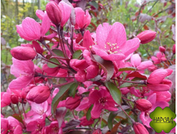 Яблоня декоративная "ЛИЗЕТТ" (саженец 2,5 года)