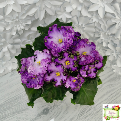 АВ-Пенная Вечеринка (Фиалковод) 2021 г.