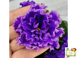 РМ-Синий Бриллиант (Н. Скорнякова) 2023 г.