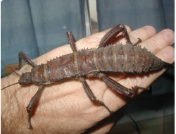 Новогвинейский шипастый палочник (Eurycantha calcarata)