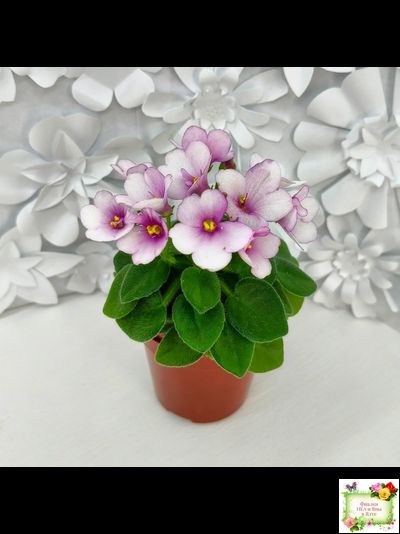 ЛЕ-Колибри (Е. Лебецкая) (3 листа посажены в 1 стак. 20.10.25)