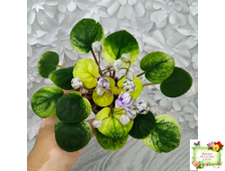 ЛЕ-Хрустальный Водопад Голд (Е. Лебецкая /С. Новгородова) 2018 трейлер