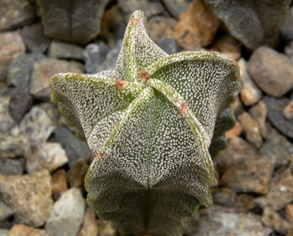 Astrophytum myriostigma v.strongylogonum (D=18mm H=35mm)