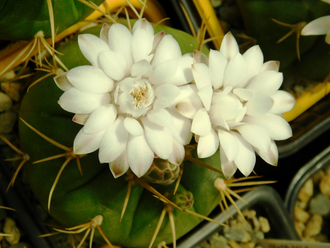Gymnocalycium eurypleurum P 434 (D=50-55 мм)
