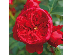 Флорентина