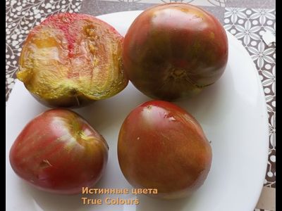 Томат Истинные цвета (True Colours), Канада