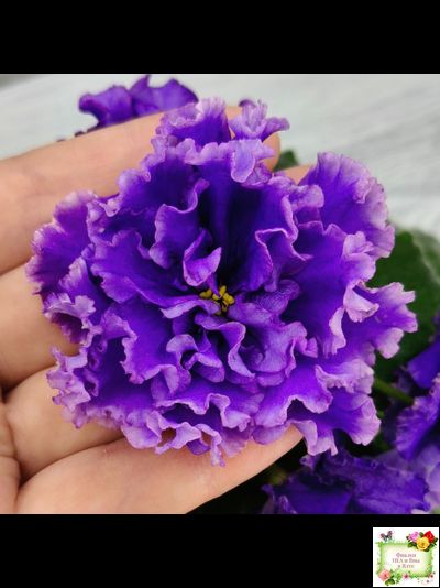 РМ-Синий Бриллиант (Н. Скорнякова) 2023 г.