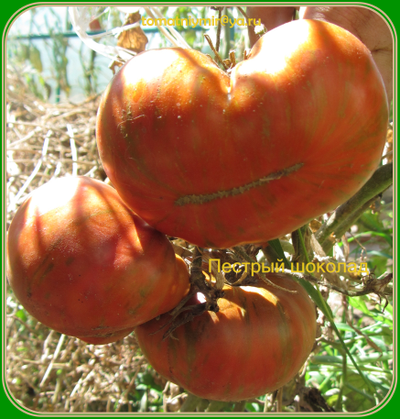 Томат Шоколадные полосы (Chocolate Stripes)