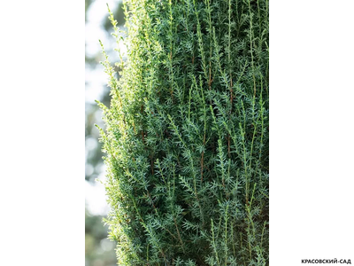 Можжевельник обыкновенный Суецика - Suecica