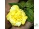 Гельземиум махровый / Gelsemium sempervirens ‘Pride of Augusta’