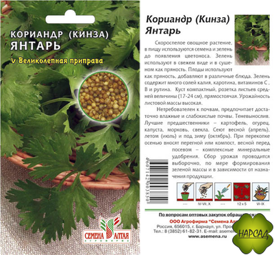 КИНЗА (КОРИАНДР) "ЯНТАРЬ"