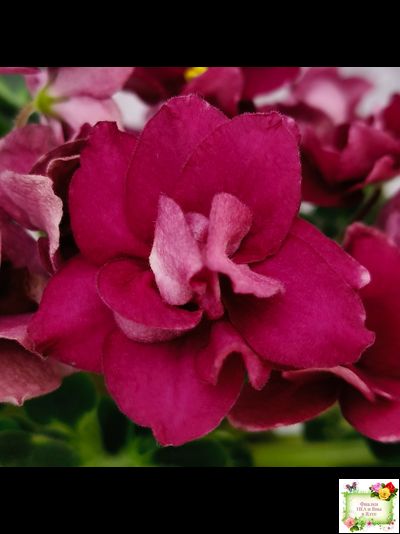 ВаТ-Супер Мама (Т.Валькова) 2020 г.