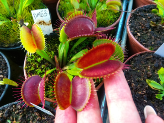 Dionaea muscipula Short teeth