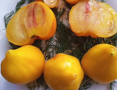 Томат Волшебные шляпы тетушки Гретель (Tante Gretels magische Hute)