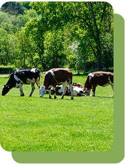 Семена кормовых и сенокосных трав