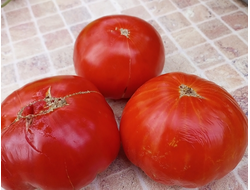 Томат Ишалница (Isalnita cu Cute) Румыния