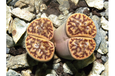 Lithops bromfieldii v.mennellii PV 981
 