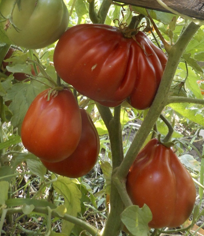 Томат Сердце Альбенги (Albenga), Италия