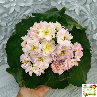 ЛЕ-Злато Скифов (Е. Лебецкая) 2015 г.