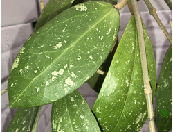 Hoya Acuta yellow flowers and thick-splash leaves