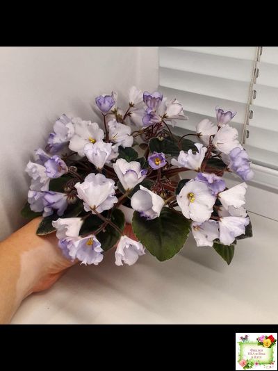 Rob&#039;s Pewter Bells (R. Robinson) 07/06/1992