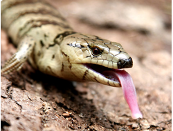 Тиликва Джеррарда или улиткоядный сцинк (Cyclodomorphus gerrardii)