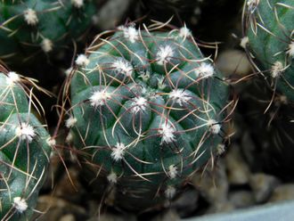 Gymnocalycium erinaceum  VG-339 (D=15-18 mm)