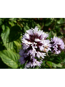 BERGAMOT MINT EO (100% ЭФИРНОЕ МАСЛО БЕРГАМОТНАЯ МЯТА) США