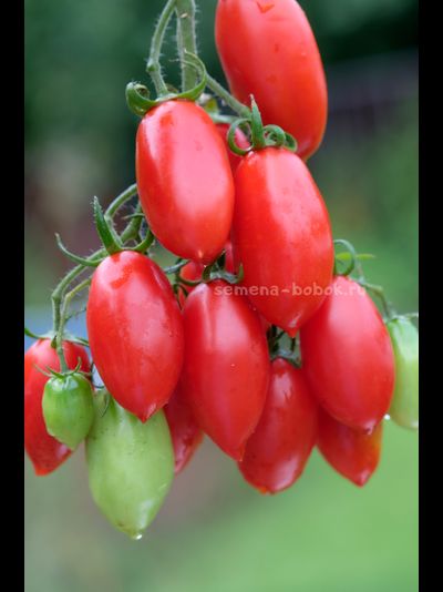 Томат Килечки, 10 шт