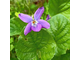Фиалка душистая (Viola odorata), лист - абсолю 5 г