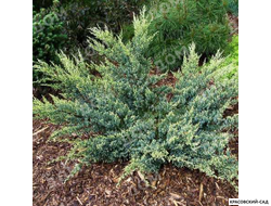 Можжевельник Дрим Джой - Dream Joy