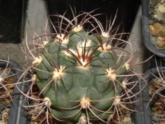 Gymnocalycium saglionis (D=40mm)