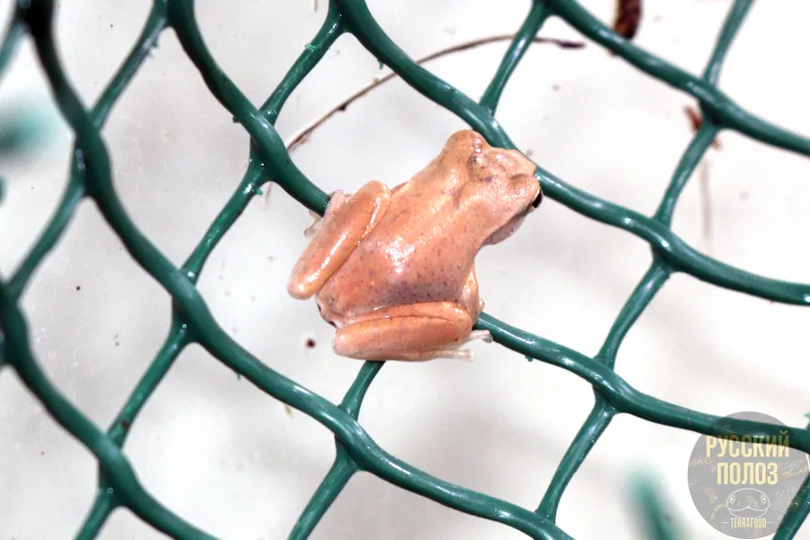 Большеголовый веслоног, Polypedates megacephalus