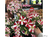 AMORE KING OF HEARTS WHITE RED (А 19)