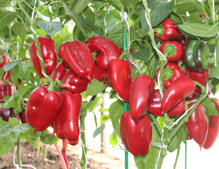 ПЕРЕЦ - Красный колокольчик "Пузатый"(Red Bells "Potbelly")
