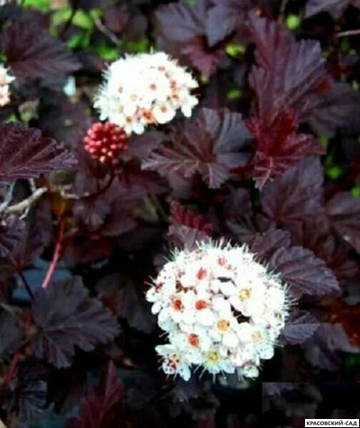 Пузыреплодник краснолистный микс - mix