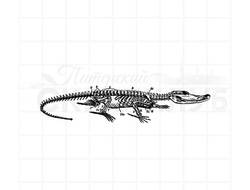 штамп винтажный анатомический скелет крокодила