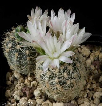 Gymnocalycium bruchii v.susannae HGR 019 - 5 семян