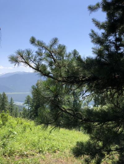 Гидролат Алтай (кедр и можжевельник)