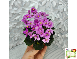 LV-Ланселот (Л. Шевелева) 2025 г. (клакамасный гёрл с кроновой пестролистностью)