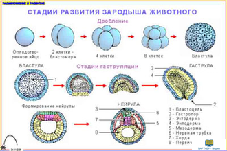 Размножение и развитие  (7 шт), комплект кодотранспарантов (фолий, прозрачных пленок)